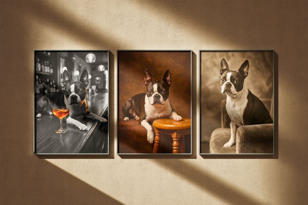 The same Boston terrier shown in three different portrait styles, framed and hung side by side on a warm plaster wall.
