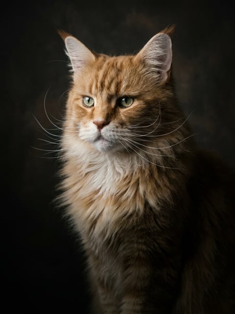 Dutch Light custom cat portrait