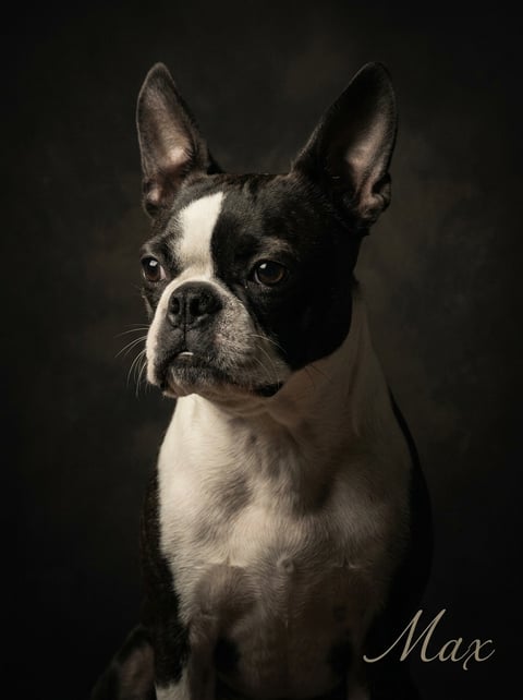 Dutch Light custom dog portrait
