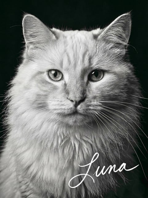 Studio Noir custom cat portrait