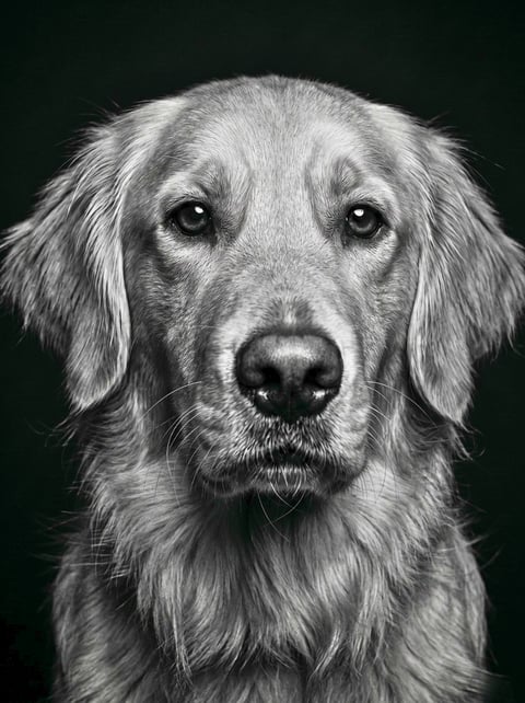 Studio Noir custom dog portrait
