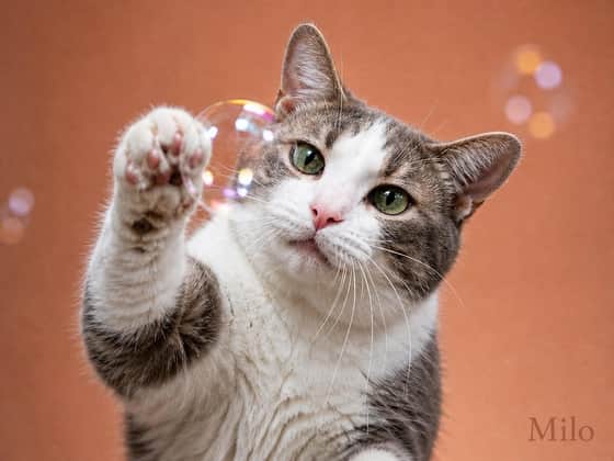 Bubbles, landscape