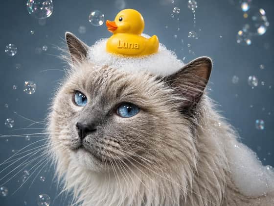 Rubber Ducky, landscape