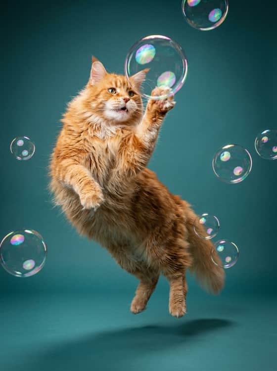 Bubbles