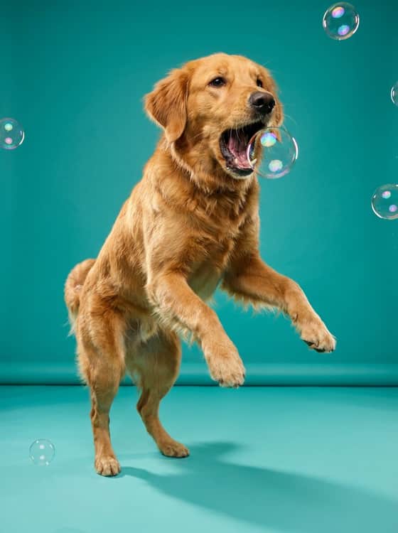 Bubbles
