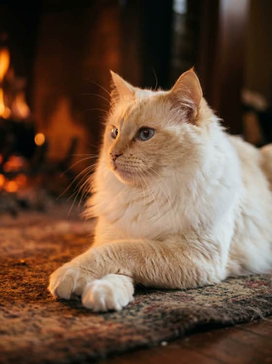 Firelight
