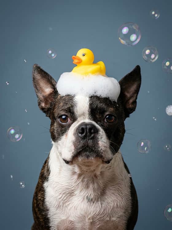 Rubber Ducky