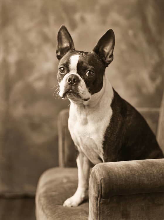 Vintage Sepia