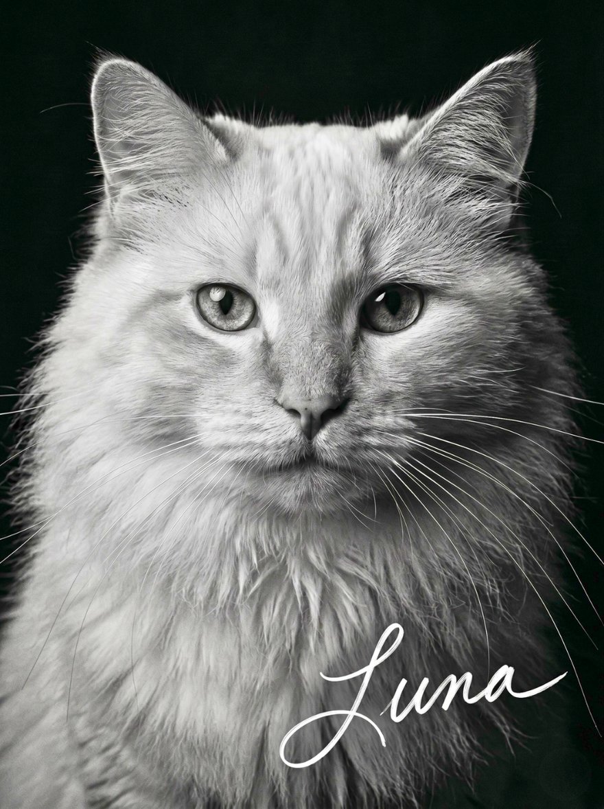 A silver longhair cat in a black and white studio portrait with bright, sharp eyes