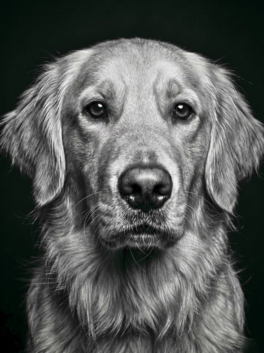 A refined studio style dog portrait