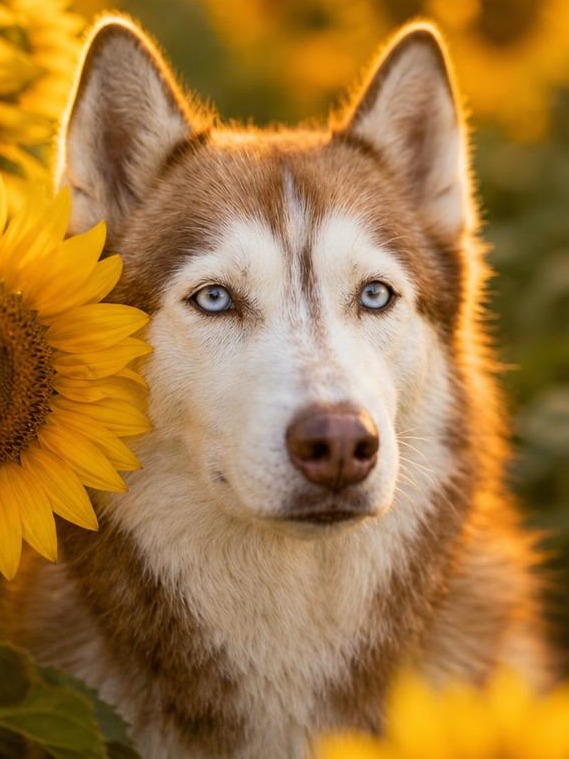 Elsa — Sunflower Field 4