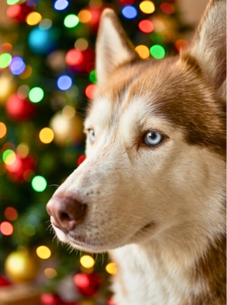 Elsa — Christmas Morning 4