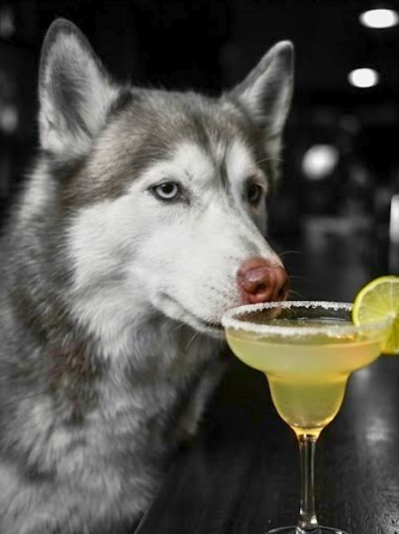Elsa — Margarita 3