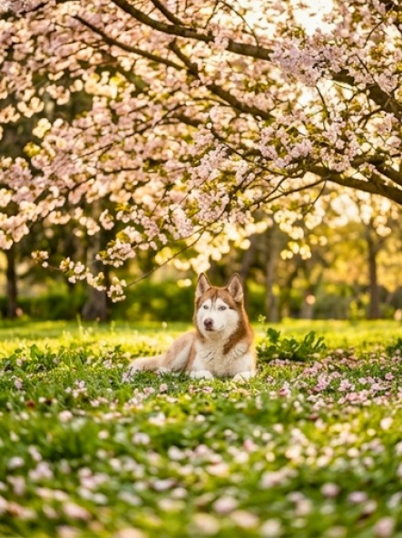 Elsa — Spring Picnic 3